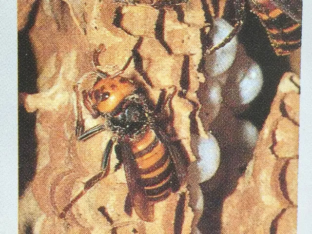 【25年以上・年間4,000件以上の害虫駆除実績】蜂の種類なんでも対応できます！サービスの画像