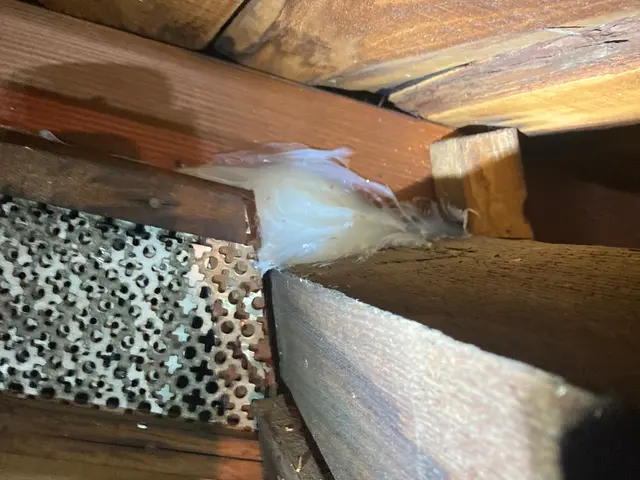 【25年以上・年間4,000件以上の害虫駆除実績】蜂の種類なんでも対応できます！サービスの画像