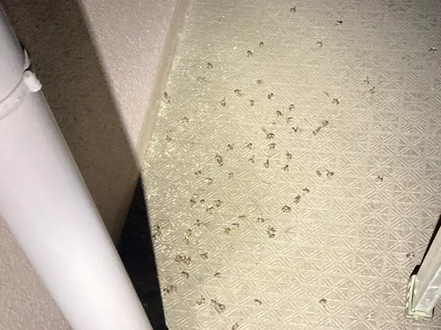 【25年以上・年間4,000件以上の害虫駆除実績】蜂の種類なんでも対応できます！サービスの画像