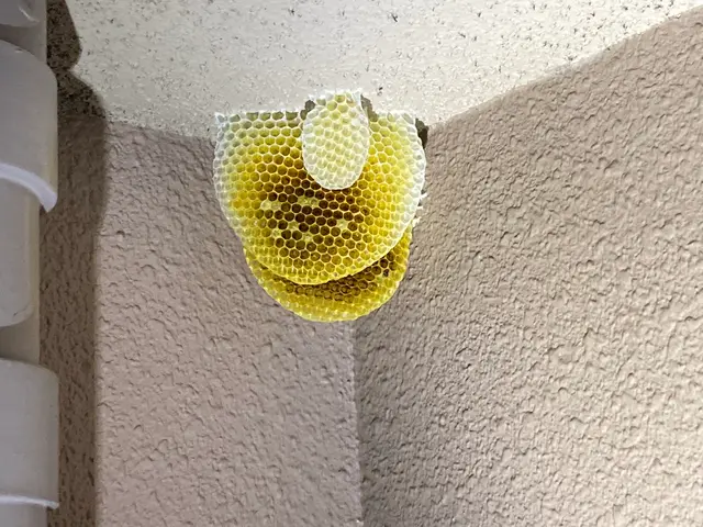 【25年以上・年間4,000件以上の害虫駆除実績】蜂の種類なんでも対応できます！サービスの画像