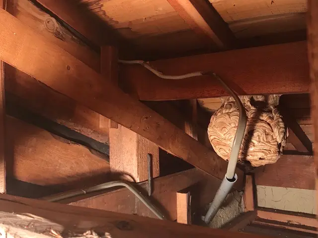 【25年以上・年間4,000件以上の害虫駆除実績】蜂の種類なんでも対応できます！サービスの画像