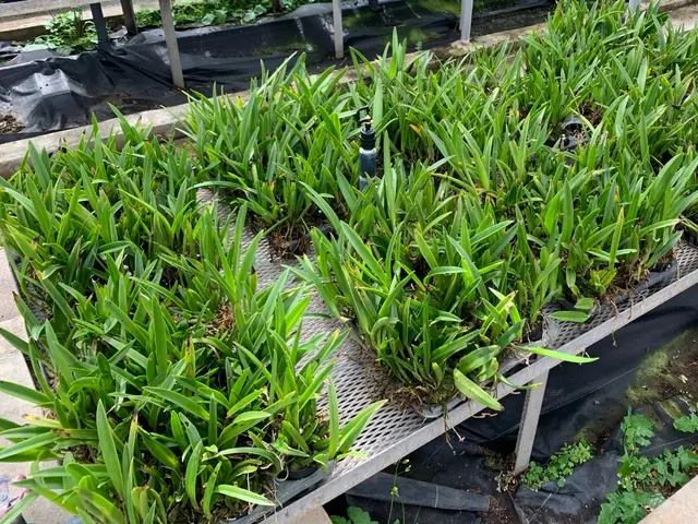 公園管理経験を活かした、信頼の水やりサービスサービスの画像