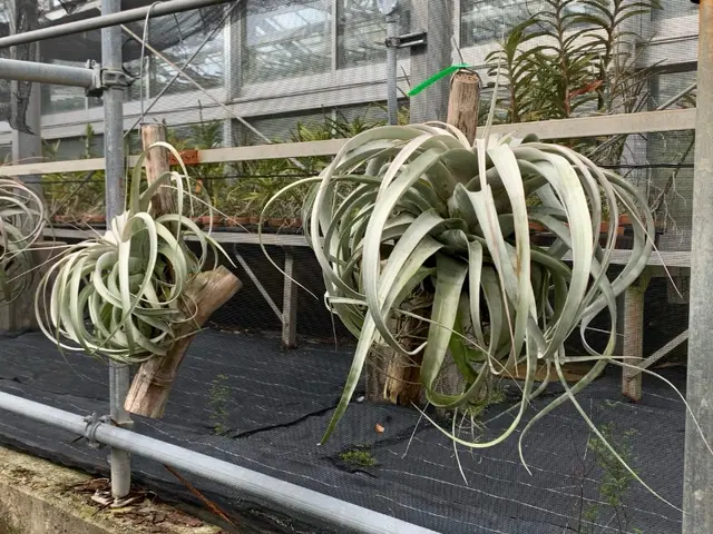 公園管理経験を活かした、信頼の水やりサービスサービスの画像