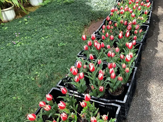 公園管理経験を活かした、信頼の水やりサービスサービスの画像