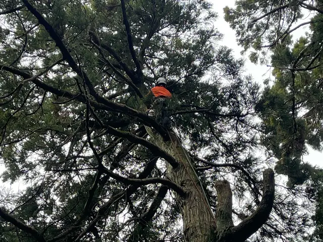 小さい木から大きい木までご相談ください！【特殊伐採】も承ります！サービスの画像