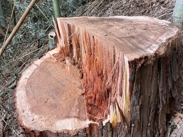 小さい木から大きい木までご相談ください！【特殊伐採】も承ります！サービスの画像