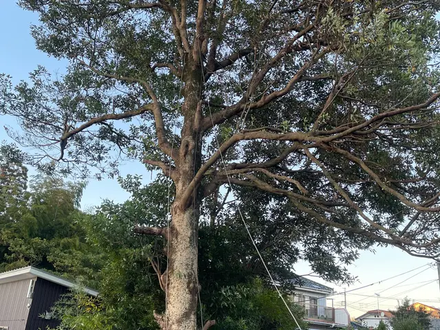 小さい木から大きい木までご相談ください！【特殊伐採】も承ります！サービスの画像