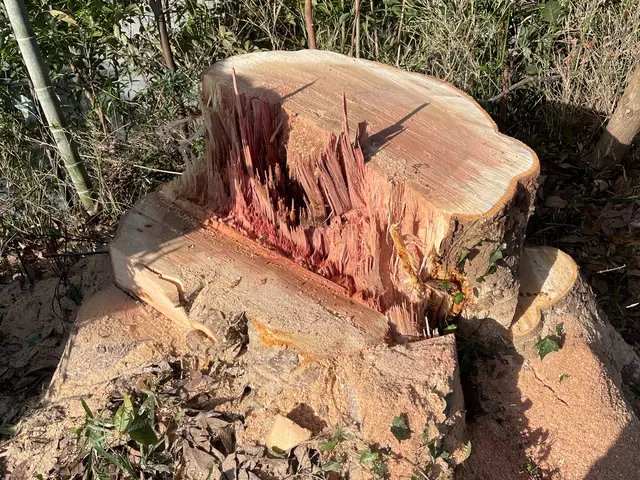 小さい木から大きい木までご相談ください！【特殊伐採】も承ります！サービスの画像