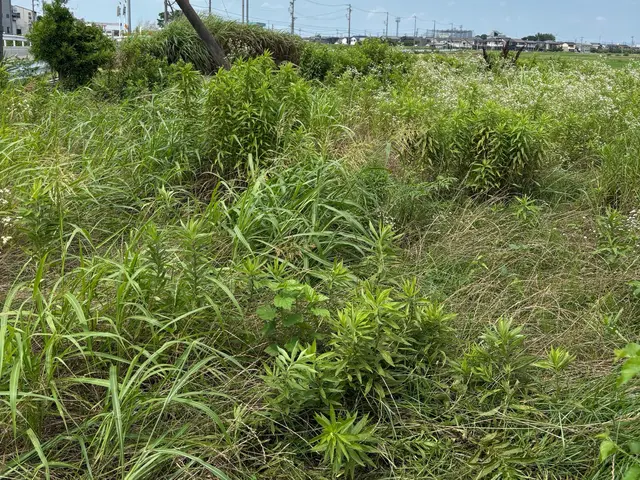 ☆雑草が気になる☆雑草で外の見た目が悪いそんな困り事を私が丁寧にお掃除致しますサービスの画像