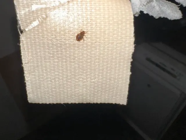 初期対策が大事。被害が大きくなる前にプロにお任せを！サービスの画像