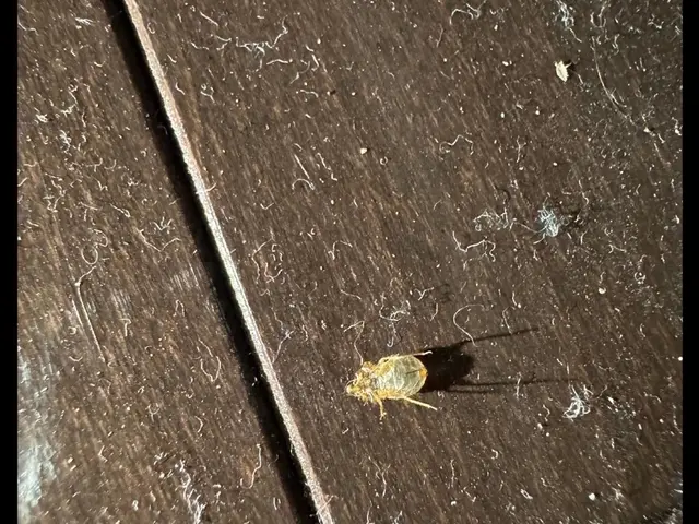 初期対策が大事。被害が大きくなる前にプロにお任せを！サービスの画像