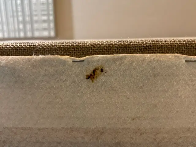 初期対策が大事。被害が大きくなる前にプロにお任せを！サービスの画像