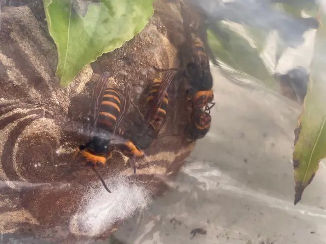 即日対応可能！25件の実績で安心の蜂退治専門店サービスの画像