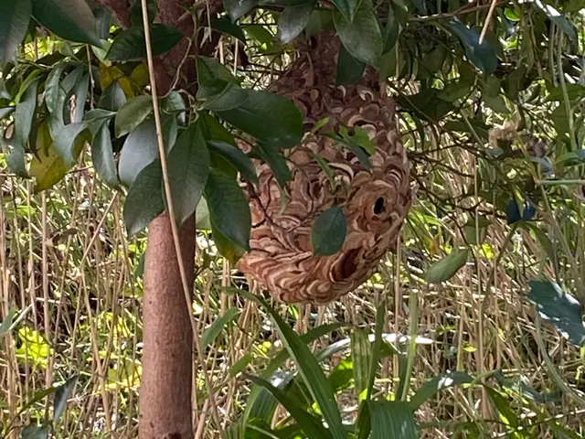 即日対応可能！25件の実績で安心の蜂退治専門店サービスの画像