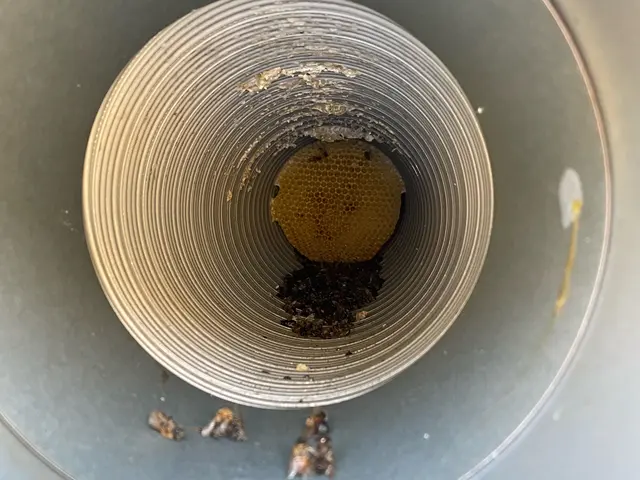 即日対応可能！25件の実績で安心の蜂退治専門店サービスの画像