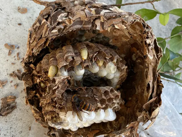 即日対応可能！25件の実績で安心の蜂退治専門店サービスの画像