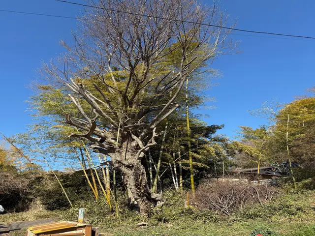 お庭や玄関廻りをスッキリと・強剪定推奨店・外構等も店舗にてご相談頂けますサービスの画像