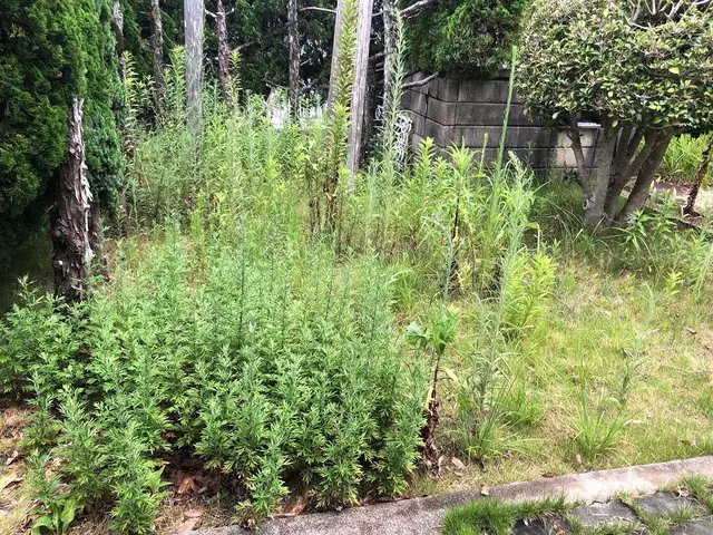 暑い夏を迎える前に一度草刈りをしておきませんか！？サービスの画像