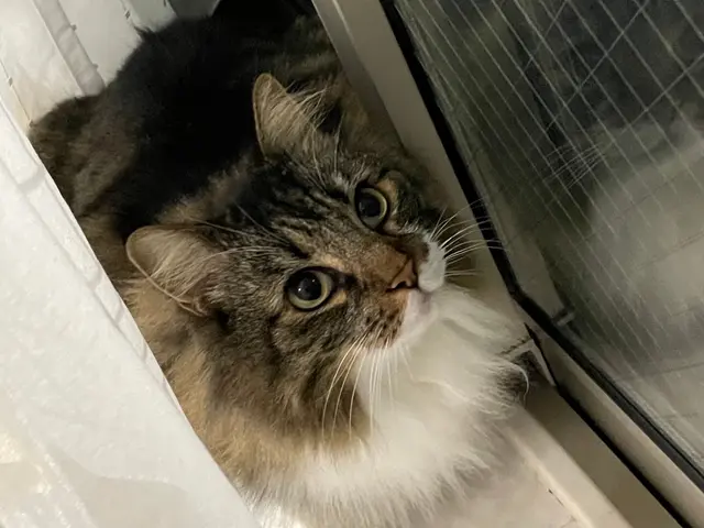 小さな家族たちが、いつものようにのんびり過ごせるお手伝いをいたします♪サービスの画像