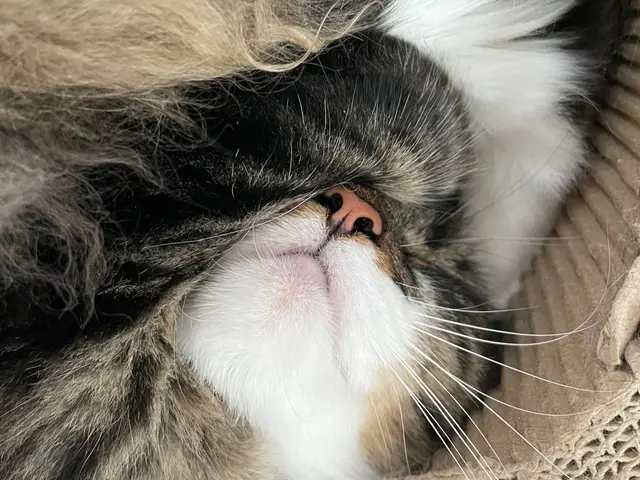 小さな家族たちが、いつものようにのんびり過ごせるお手伝いをいたします♪サービスの画像