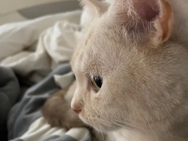 小さな家族たちが、いつものようにのんびり過ごせるお手伝いをいたします♪サービスの画像