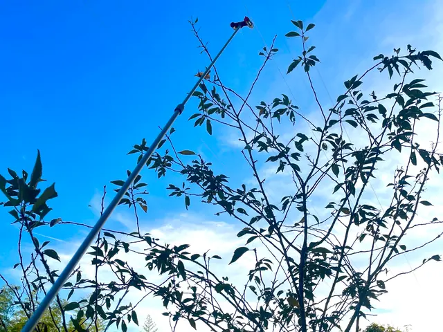 【菜園、樹木、外壁にも対応!!】外からの害虫駆除、予防致します！サービスの画像