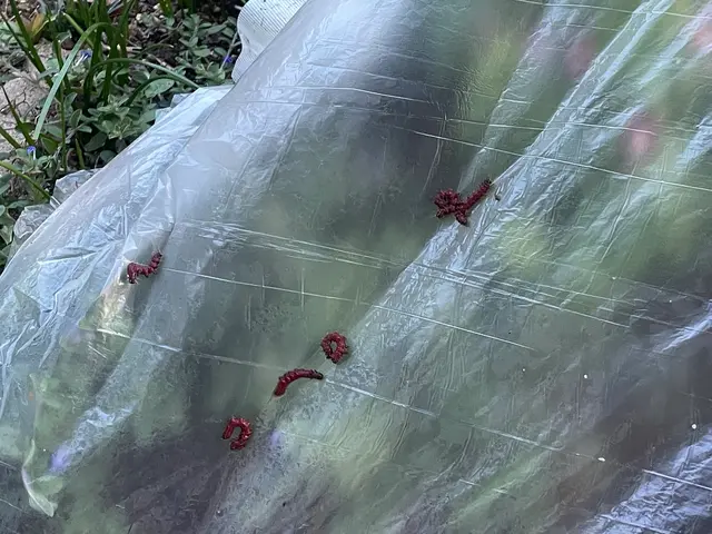 【菜園、樹木、外壁にも対応!!】外からの害虫駆除、予防致します！サービスの画像