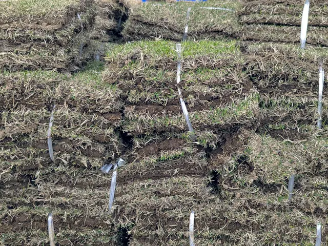 芝張り（芝・目土ご用意、整地・芝張り・散水作業を含みます）サービスの画像