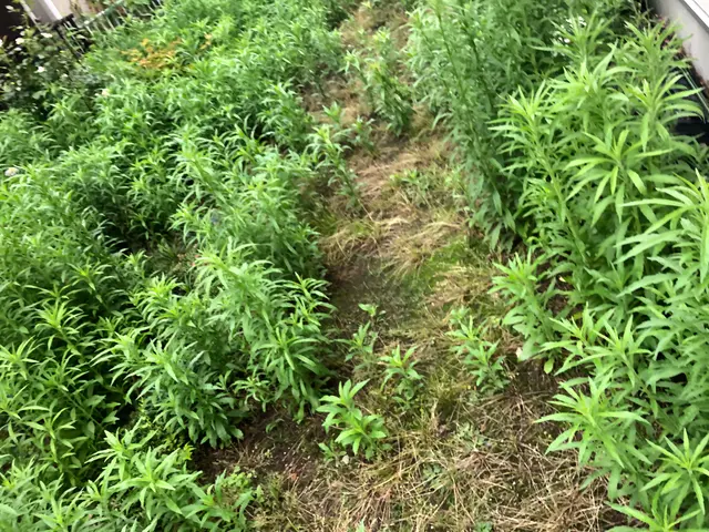 除草剤無料施行中★楽しく丁寧に作業いたします。お気軽にご連絡ください。サービスの画像