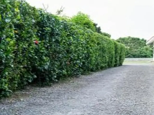 ★ご予約前に写真で簡単お見積もり★立ち合いなしOK♪★お庭スッキリ♪サービスの画像