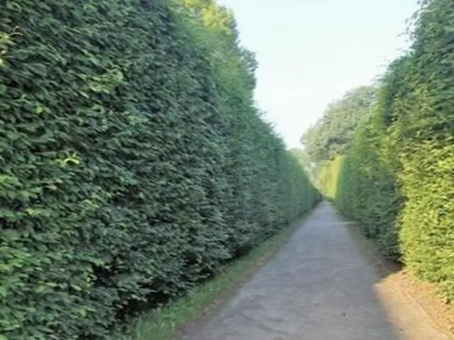 ★ご予約前に写真で簡単お見積もり★立ち合いなしOK♪★お庭スッキリ♪サービスの画像