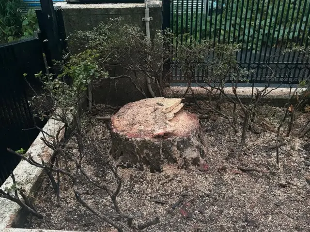 累計500件以上！狭小地でも大木OK、安心の庭木伐採サービスサービスの画像