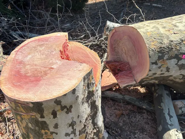 累計500件以上！狭小地でも大木OK、安心の庭木伐採サービスサービスの画像