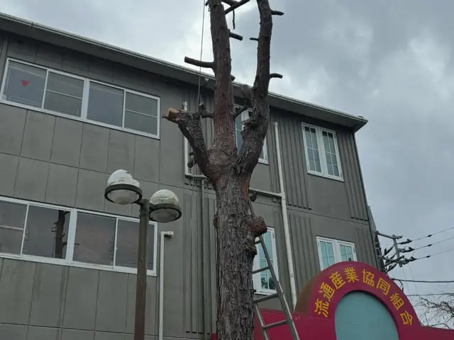 累計500件以上！狭小地でも大木OK、安心の庭木伐採サービスサービスの画像