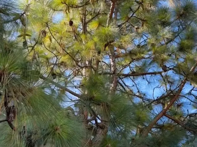 累計500件以上！狭小地でも大木OK、安心の庭木伐採サービスサービスの画像