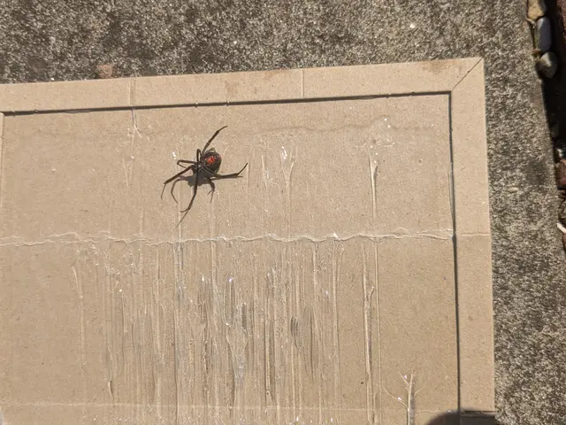 お子様やペットにも安心な薬剤で徹底駆除☆ゴキブリにも効いてダブルで安心！サービスの画像