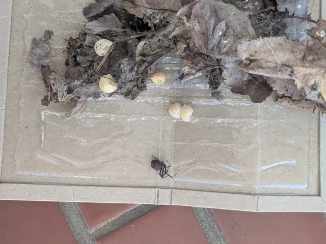 お子様やペットにも安心な薬剤で徹底駆除☆ゴキブリにも効いてダブルで安心！サービスの画像