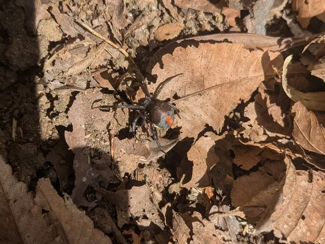 お子様やペットにも安心な薬剤で徹底駆除☆ゴキブリにも効いてダブルで安心！サービスの画像