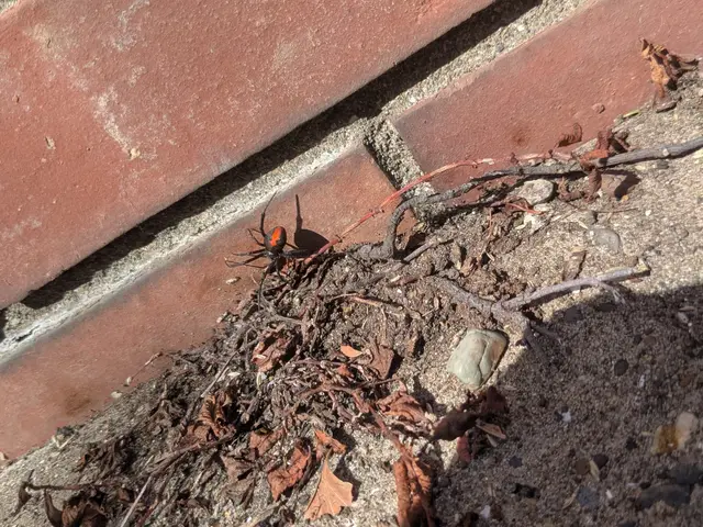 お子様やペットにも安心な薬剤で徹底駆除☆ゴキブリにも効いてダブルで安心！サービスの画像