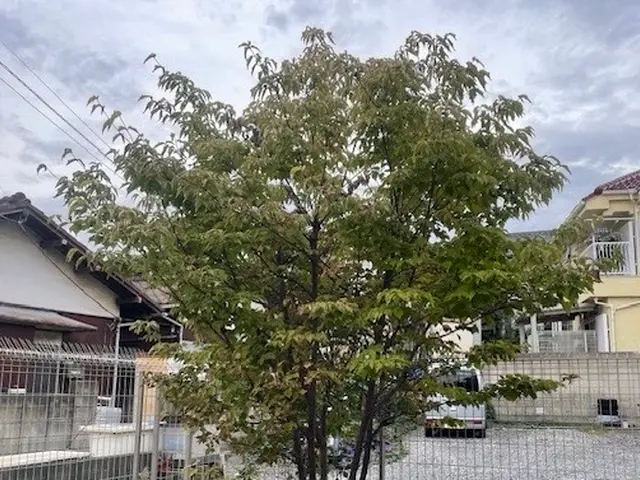 26年の経験でお庭のパートナーとして1本からでも気軽にご相談くださいサービスの画像