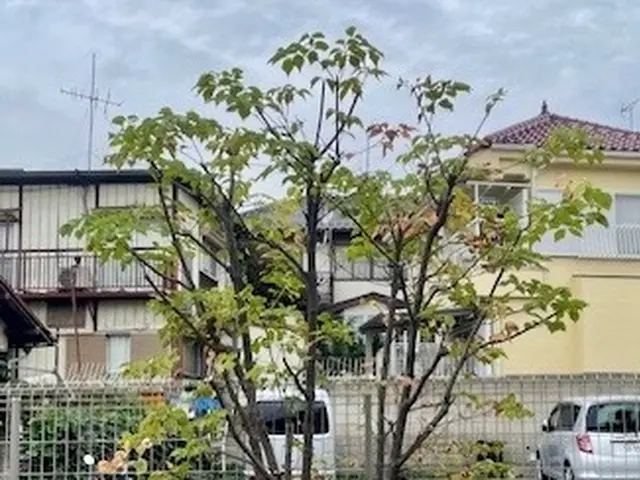 26年の経験でお庭のパートナーとして1本からでも気軽にご相談くださいサービスの画像