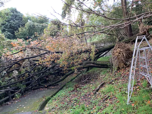 【造園施工管理技士】☆ロープ高所作業資格有り　☆特殊伐採　損害保険加入済み　サービスの画像