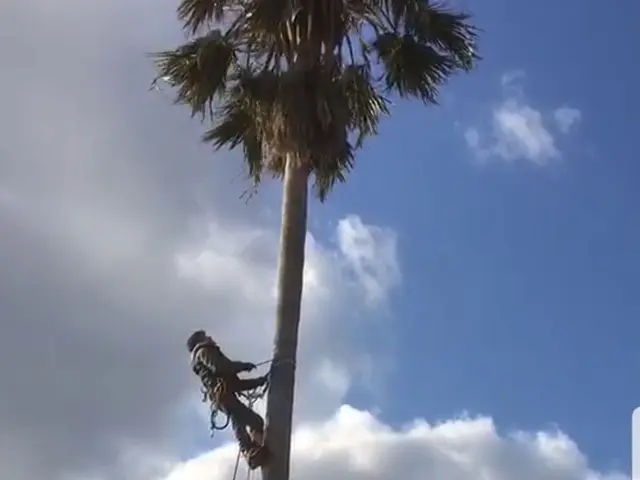 【造園施工管理技士】☆ロープ高所作業資格有り　☆特殊伐採　損害保険加入済み　サービスの画像