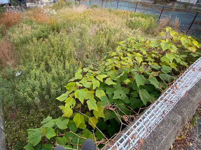 新規事業参入キャンペーン！草刈りできませんか？のお声が増えてきたので追加します！サービスの画像