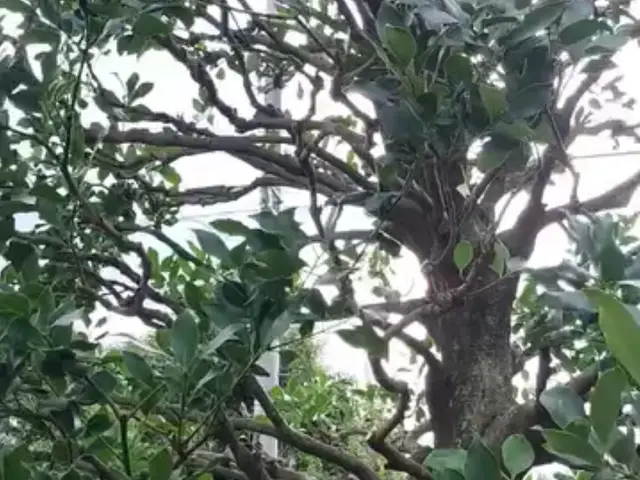 3月新規出店◎害虫対策｜毛虫｜蜂｜相談歓迎｜店長対応【前橋市】サービスの画像