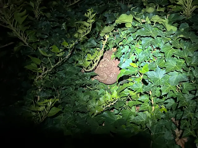 大阪・奈良を中心に近畿一円で活動してます！蜂の巣駆除ならお任せください！サービスの画像