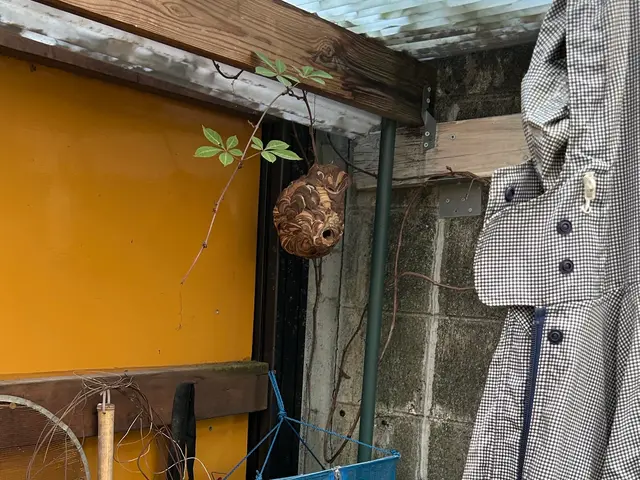 大阪・奈良を中心に近畿一円で活動してます！蜂の巣駆除ならお任せください！サービスの画像