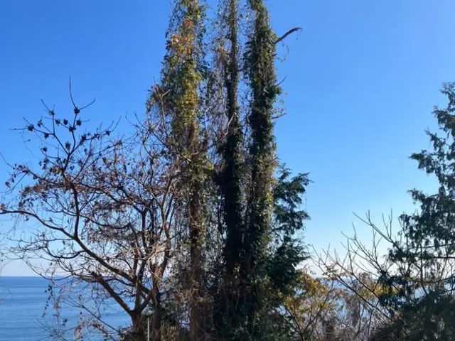 5年の実績と確かな腕で、あなたの庭を心地よい空間に変える匠の技サービスの画像