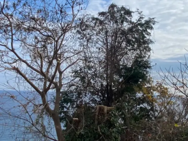 5年の実績と確かな腕で、あなたの庭を心地よい空間に変える匠の技サービスの画像