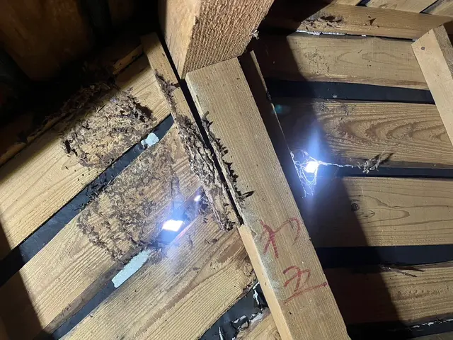 蜂の巣駆除サービスの画像